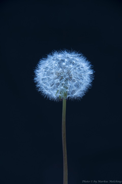 Blowball